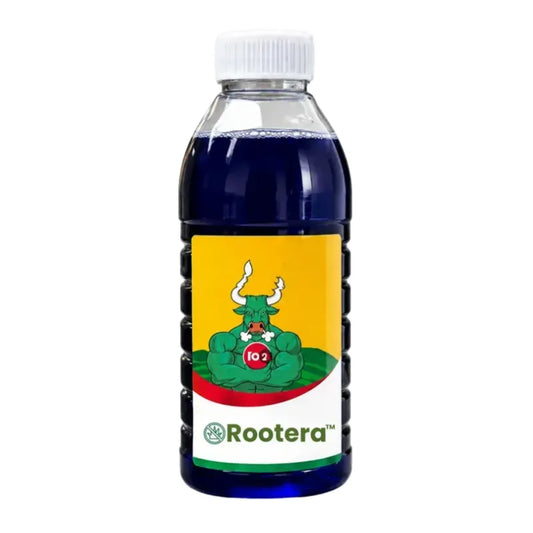 Rootera
